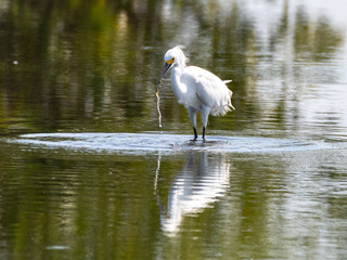 Orlando Wetlands