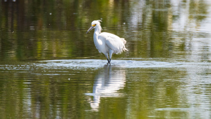 Orlando Wetlands