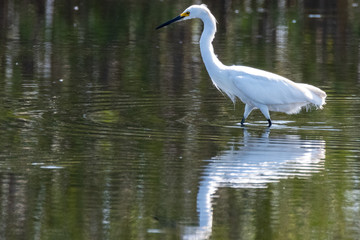 Orlando Wetlands