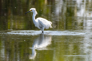 Orlando Wetlands