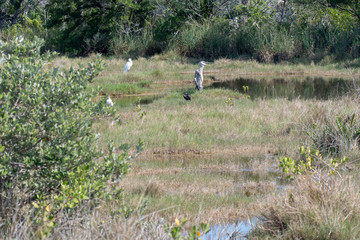 Orlando Wetlands