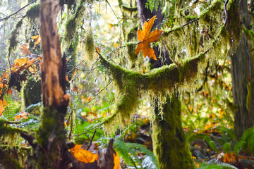 Green rainforest