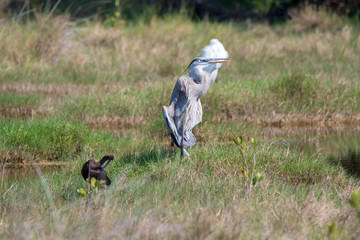 Orlando Wetlands
