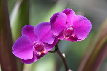 胡蝶蘭　phalaenopsis