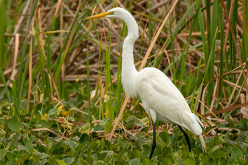 Fototapeta premium Orlando Wetlands