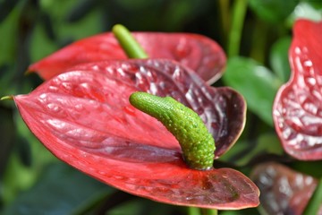 The red anthurium