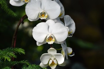 胡蝶蘭　phalaenopsis