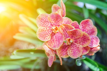 Orchid flower in orchid garden at winter or spring day for beauty and agriculture concept design....