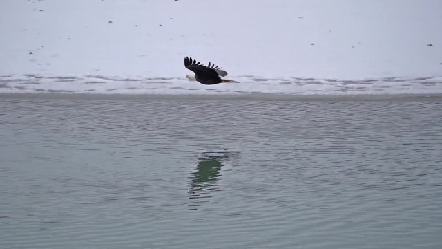 Near Collision - A bald eagle attempting to steal prey creates a near collision with the defending eagle. Slow motion video. Chilkat River, Haines, Alaska.
