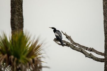 Orlando Wetlands