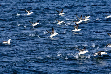 seagulls in flight on the sea in Tierra del Fuego Argentina