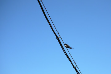 春のツバメ