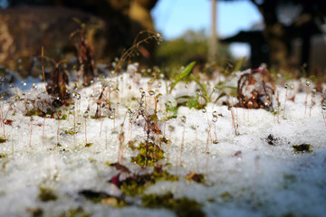 春雪と苔