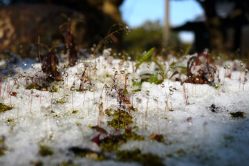 春雪と苔
