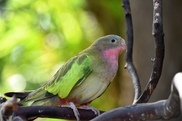 オウム　Parrot
