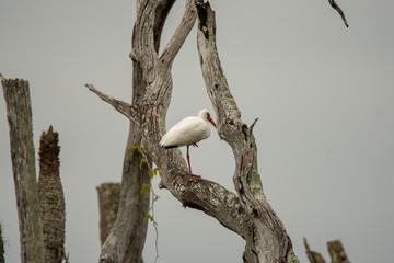 Orlando Wetlands