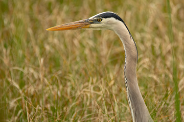 Orlando Wetlands