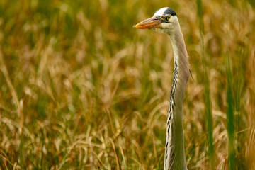Orlando Wetlands