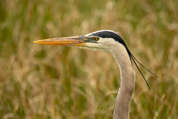 Orlando Wetlands