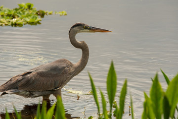 Orlando Wetlands