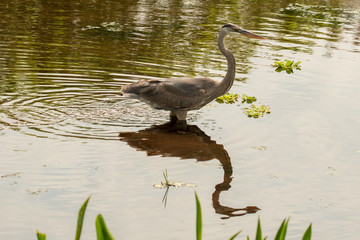 Orlando Wetlands