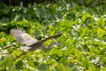 Orlando Wetlands
