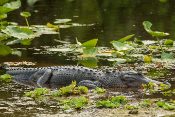 Orlando Wetlands