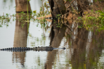 Orlando Wetlands