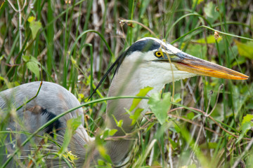 Orlando Wetlands