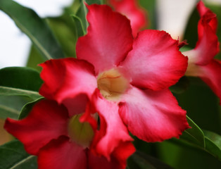 red flower in garden