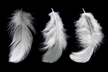white feather isolated on black background