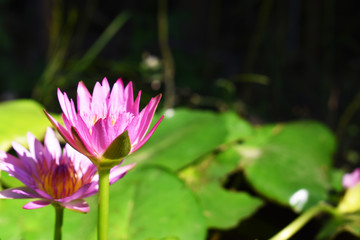 lotus in pond