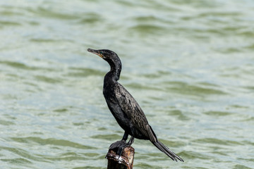 Sole black bird on a wooden stick, at the Conceicao Lagoon, in Florianopolis, Brazil