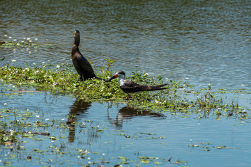 Two birds standing at the Lagoa da Chica, in Florianopolis, Brazil.