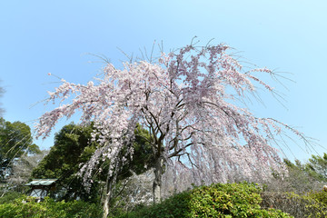 しだれ桜