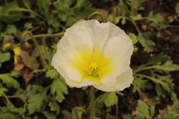 yellow flower in the garden