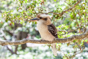 Native Australian bird Laughing Kookaburra on tree branch on blurred background