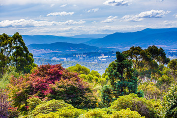Beautiful autumn foliage and mountains in the background viewed from National Rhododendron Gardens in Melbourne, Australia - obrazy, fototapety, plakaty