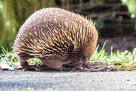 Closeup shot of Echidna foraging for food