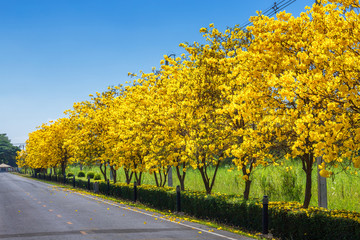 The bike trail road in golden trumpet tree at park in on blue sky background.