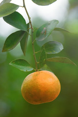 Orange Fruit