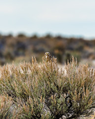 Burrowing Owl perched on sagebrush