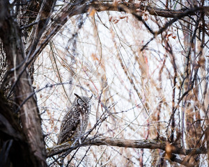 great horned owl sleeping in a tree