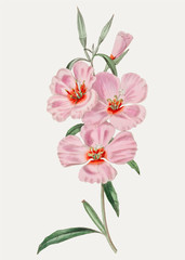 Naklejka na ściany i meble Pink hibiscus