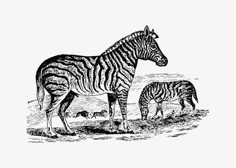 Zebra shade drawing © Rawpixel.com