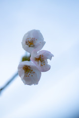 桜の開花