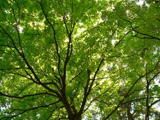 sun thru maple leaves