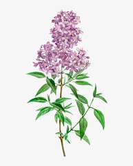 Blooming Persian Lilac - 259264573