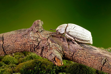 Edible insects : White grub beetle (Lepidiota stigma Fabricius), edible beetle from southern Thailand. Edible insects live in nature. Entomophagy, other natural sources of nutrients. Exotic food