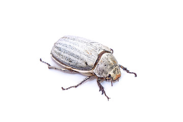 Edible insects : White grub beetle (Lepidiota stigma Fabricius), edible beetle from southern Thailand. Edible insects live in nature. Entomophagy, other natural sources of nutrients. Exotic food